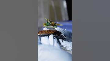 NHẬT BẢN CHẾ TẠO ROBOT GIÁN ĐIỀU KHIỂN TỪ XA | YOUTUBE SHORTS