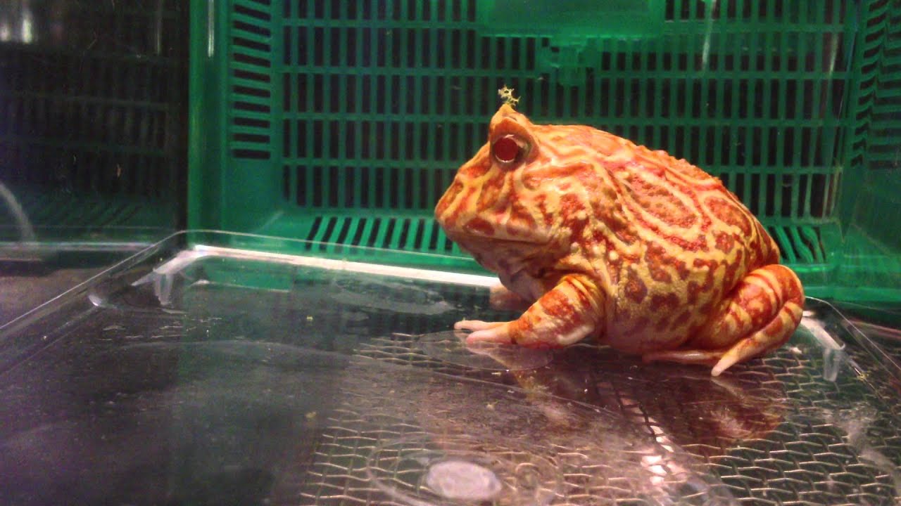 apricot+ c96 Albino Apricot Pacman Frog Feeding