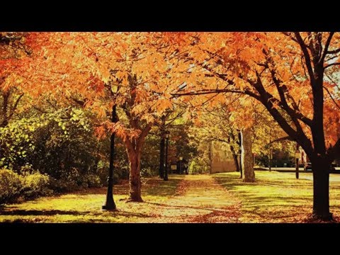 How to Plant Trees | Mitre 10 Easy As Garden