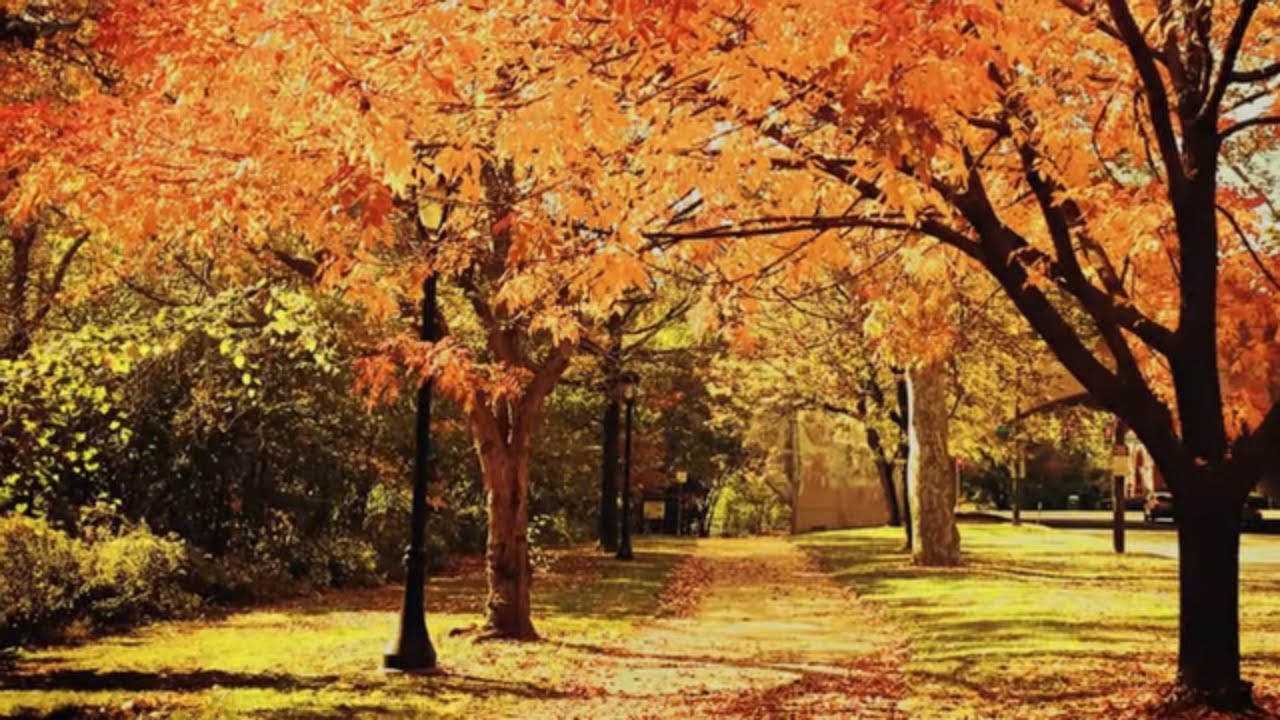 How to Plant Trees Mitre 10 Easy As Garden YouTube