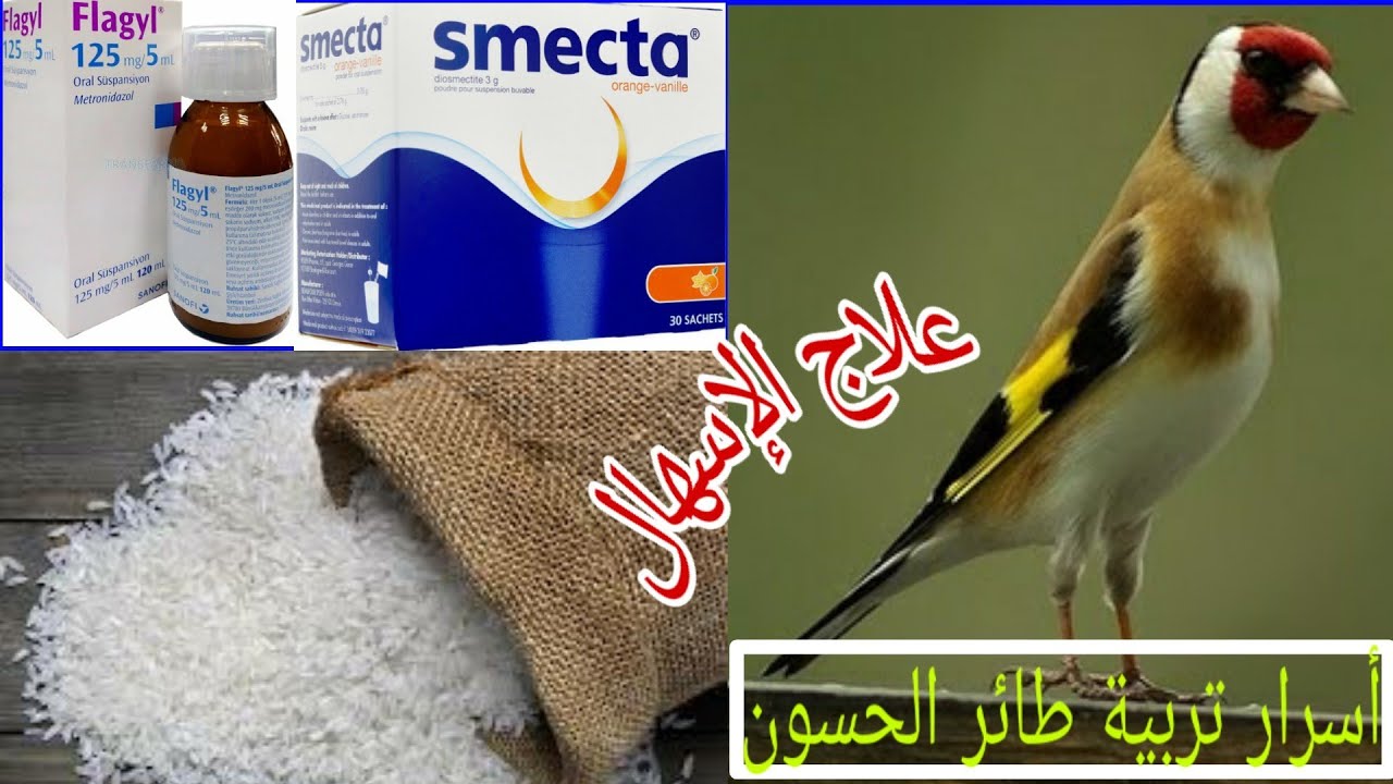 علاج الإسهال عند الطيور بوصفة طبيعية و بأدوية بشرية