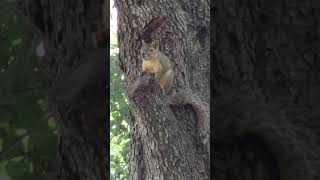 Cute squirrel sitting on the tree branch! #squirrel #animallover