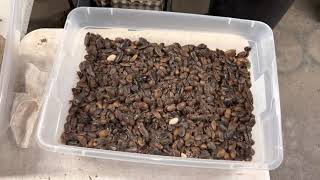 Cleaning one of my growout dubia roach colonies