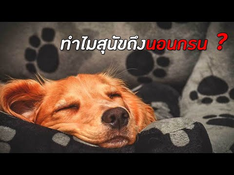 วีดีโอ: เป็นเรื่องปกติหรือไม่ที่สุนัขจะกรน?