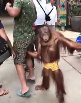 قرد قليل الادب