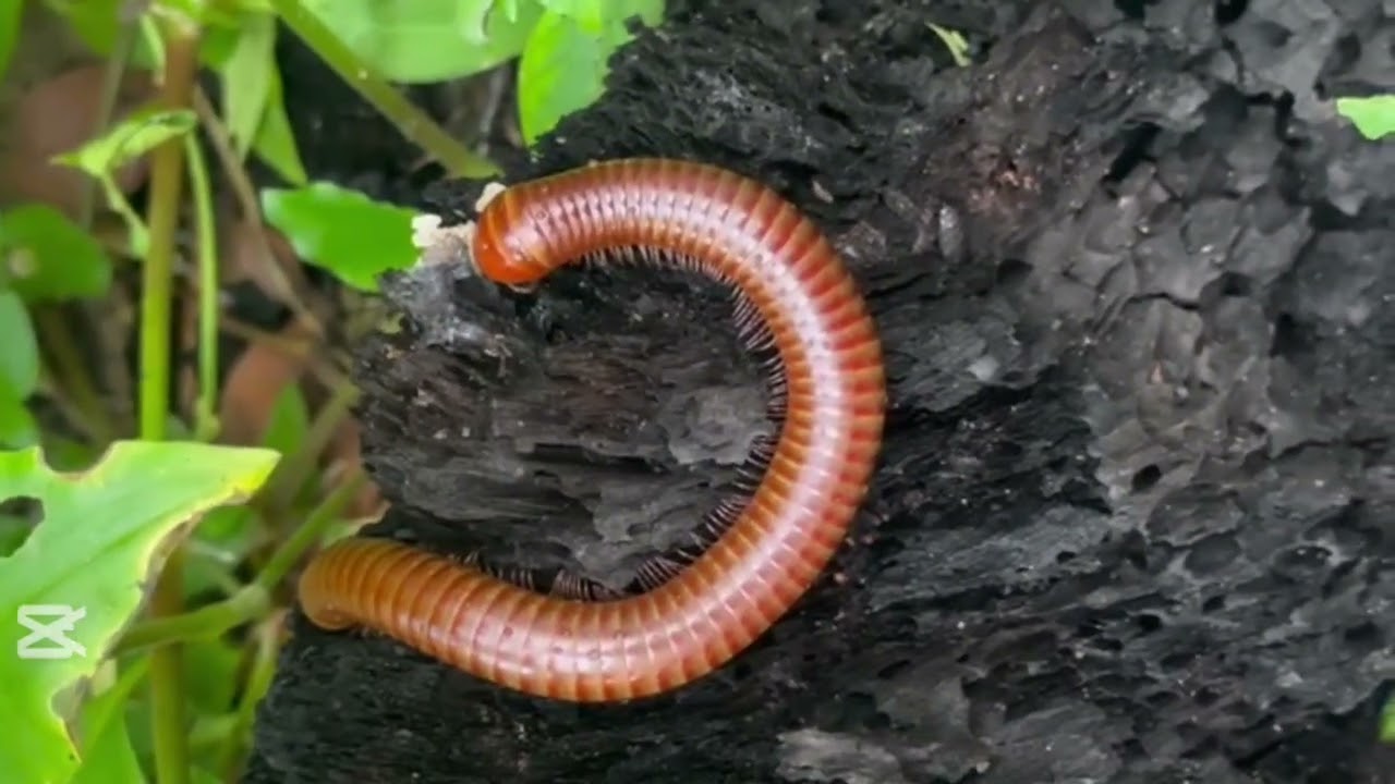 Millipede សត្វម្រើមព្រះ យក្សធំណាស់ ឬហៅថាសត្វម្រោមម្រះ Lovely Animals25