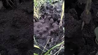 Странный муравейник #муравейник #муравьи  #природа #лето #насекомые