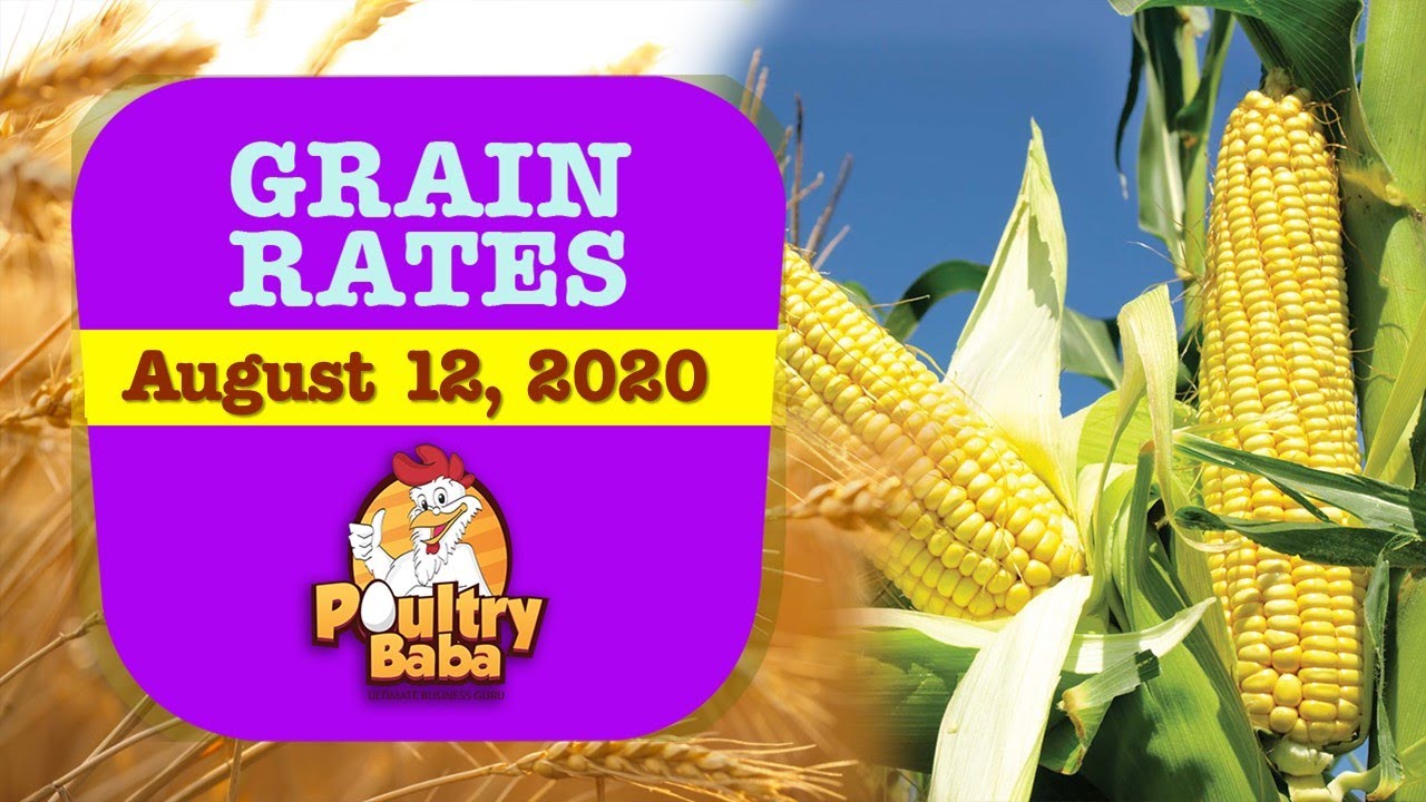 Today corn rates of different grain markets of Pakistan -feed material prices