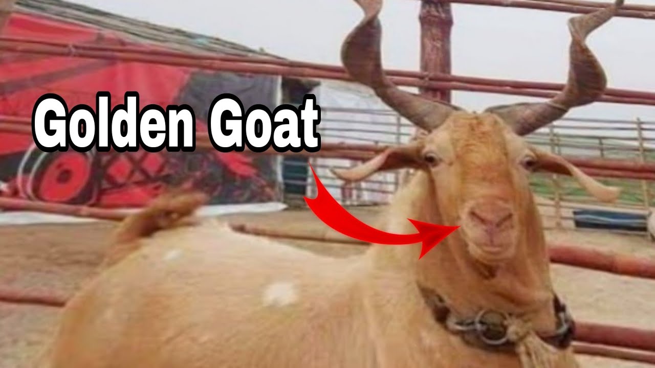 Golden Goats Documentary YouTube