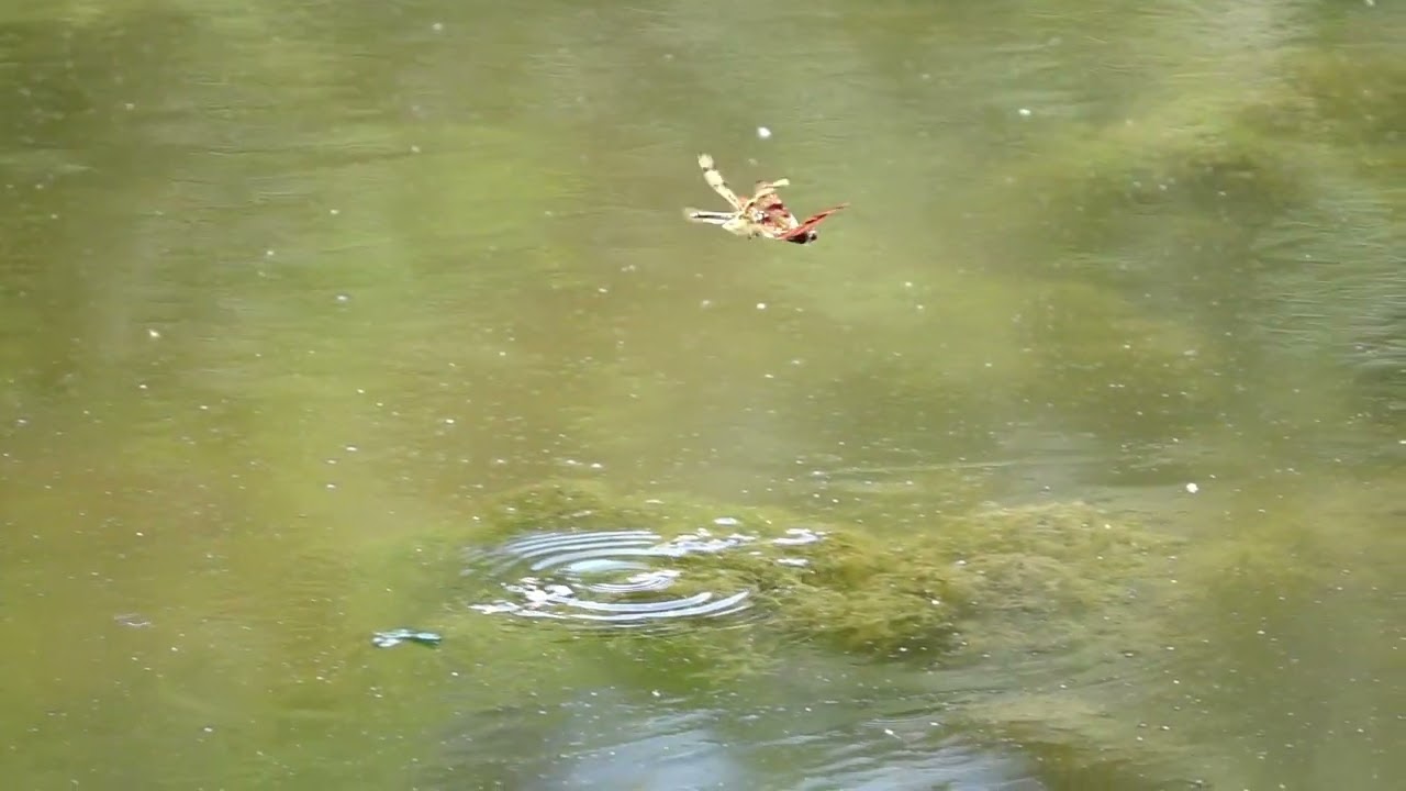 Dragonflies mating at the lake in super slow-motion with the Sony RX10 iii