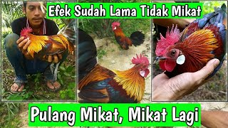 Mikat Ayam Hutan di Luar Dugaan