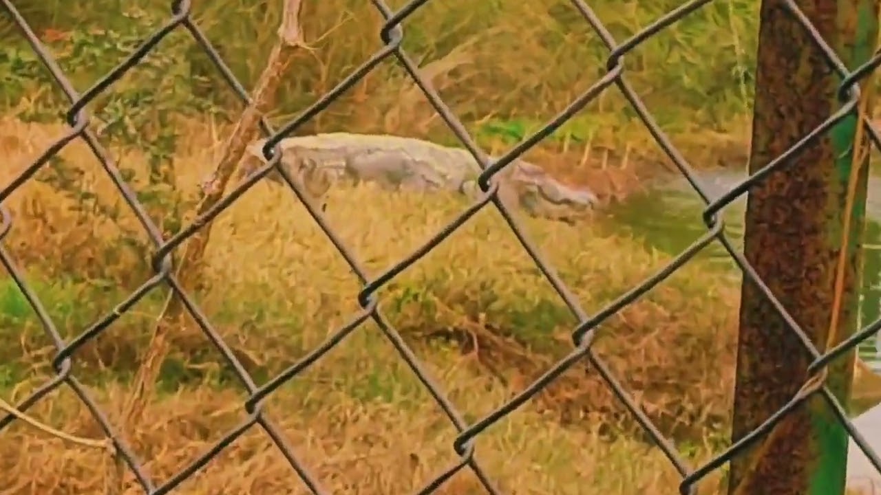 Cinematic shorts.... 🎥📷✨ 