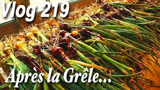Récolte et Séchage des Oignons Après la Grêle | Potager 2022 -Vlog 219-