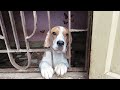 Beagle Dog Cuteness.