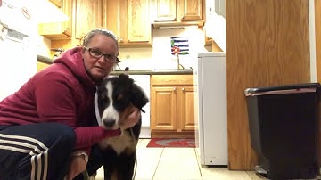 How to teach your puppy to free stack for the show ring. Chase was providing commentary.