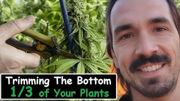 Trimming the  bottom 1/3 of Your Plants