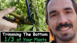 Trimming the bottom 1/3 of Your Plants
