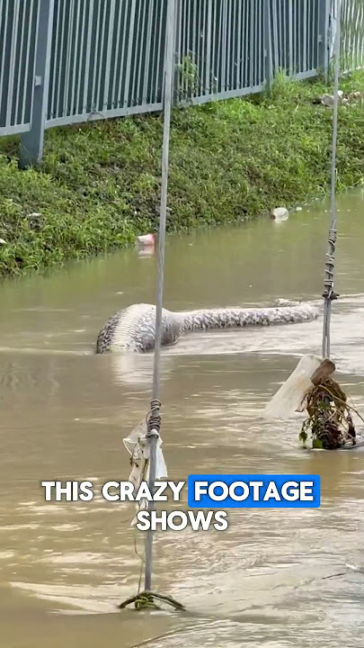 Crazily Big Python Swimming in The Bangkok Flood