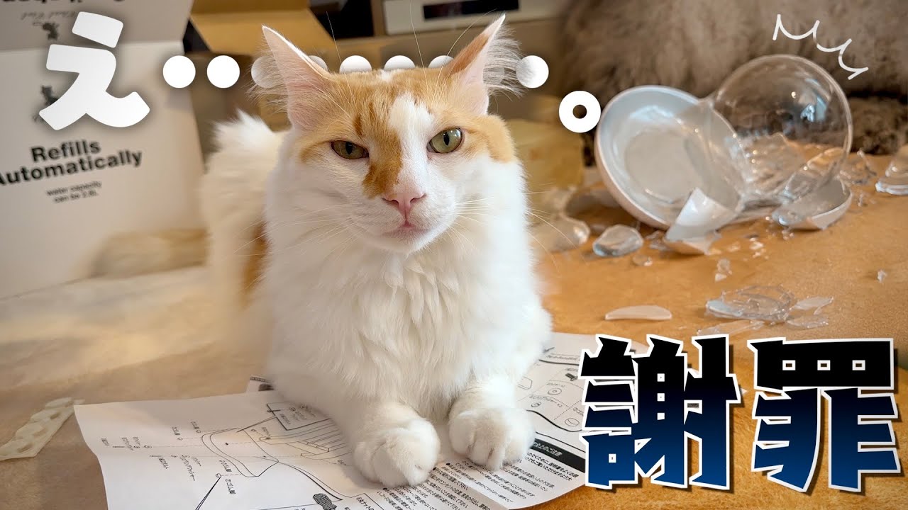 yama@猫飼っています　　修理、連絡ページ There is something I need to apologize to my cats for. - YouTube
