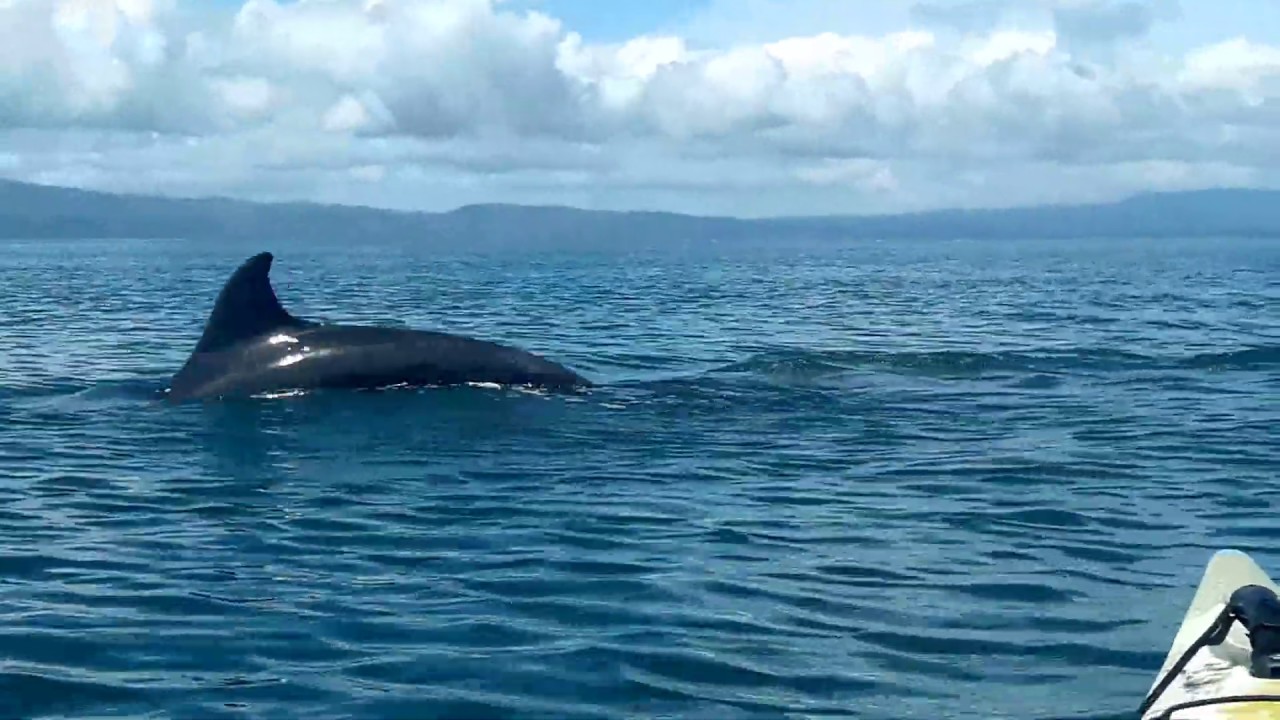 Bottlenose Dolphins Circle our Kayak along the coast of Golfo Dulce, Osa PEninsula