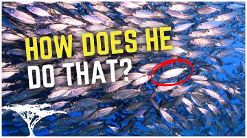 How Millions of Fish Move in Perfect Sync