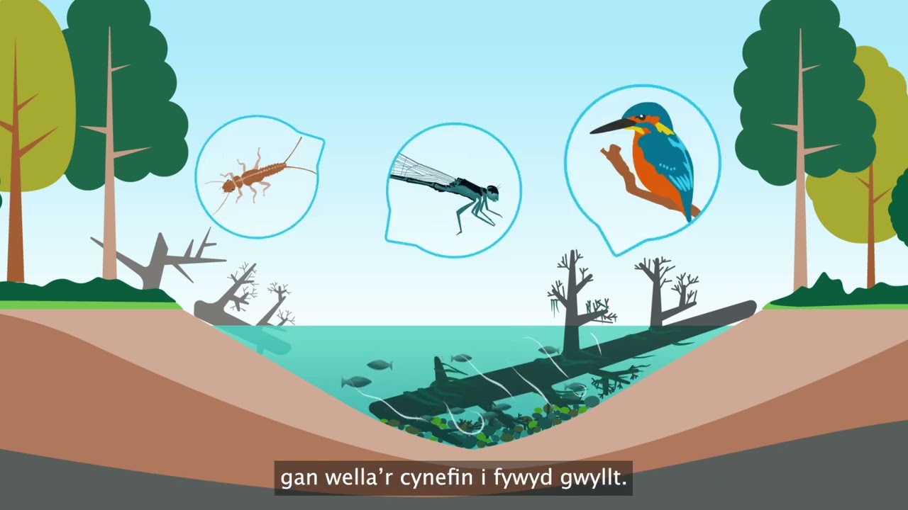 Afonydd Iach - Pren marw