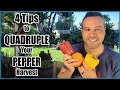 4 Tips For a Huge PEPPER Harvest