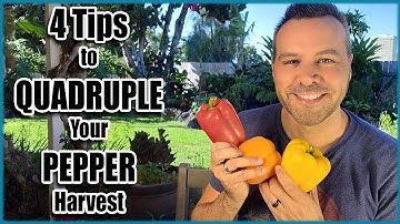 4 Tips For a Huge PEPPER Harvest