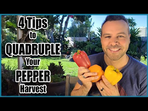 Video: Sběr ovoce papriky – jak a kdy sklízet papriky