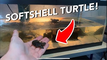 NEW SOFTSHELL TURTLE!