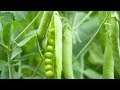 طريقة زراعة البازلاء plantation du petit pois