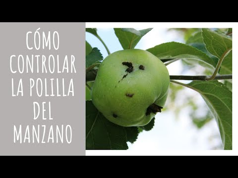 Video: Escarabajo de la flor del manzano: descripción y lucha contra él. Preparaciones del escarabajo de la flor de la manzana