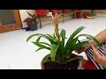 How to Separate baby plant of Guzmania || How Separate pups of Guzmania