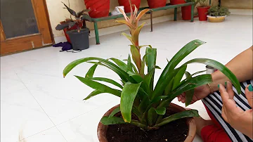Comment planter un rejet de guzmania ? Comment planter un rejet de guzmania ?