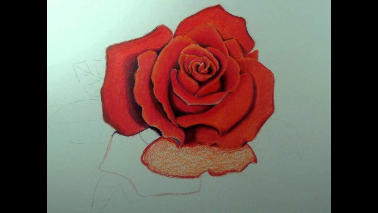 Anatomy of a Rose Part 1 YouTube
