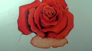 Anatomy of a Rose Part 1