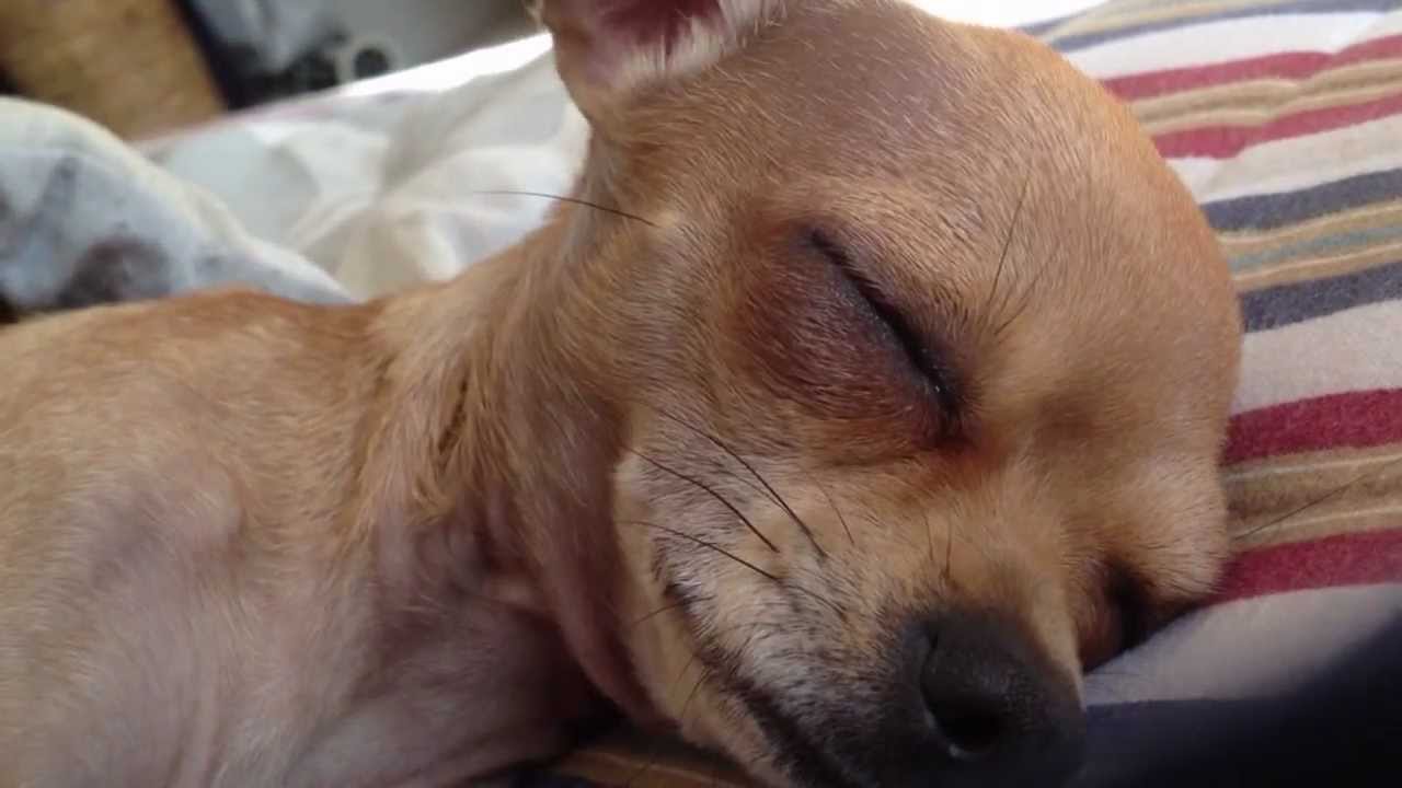 chihuahua lazy