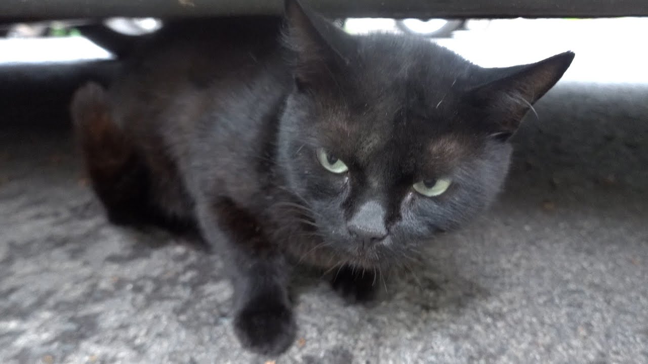 Black cat is afraid of the other cat - YouTube