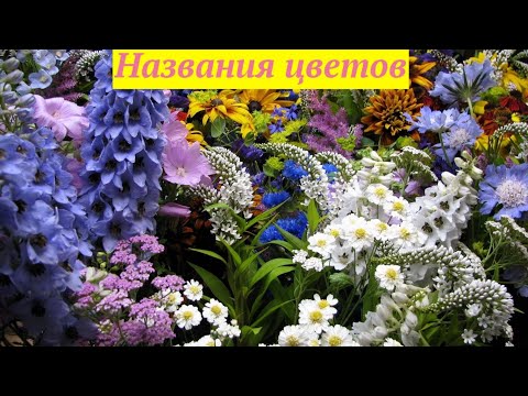 Video: Delphinium -lajikkeet (61 Kuvaa): Kuvaus Astolat- Ja Black Knight Delphinium-, Tyynenmeren Ja Ajax -hybridilajikkeista, Belladonna- Ja Muista Lajikkeista