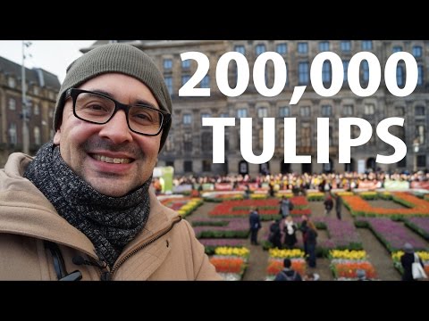 200,000 Tulips- National Tulip Day Amsterdam