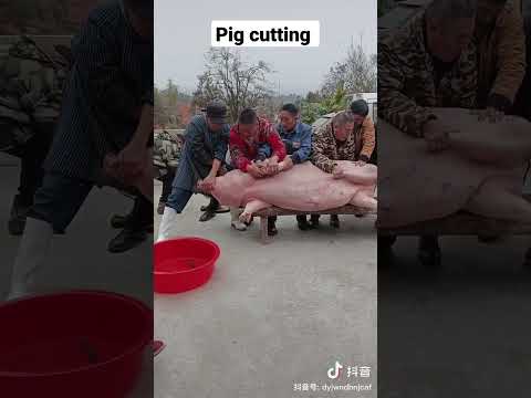 pig cutting in China #shorts #youtubeshorts #youtube #chicken