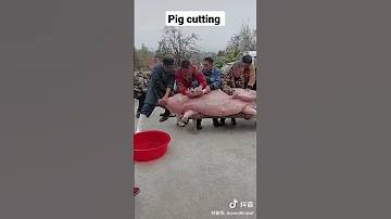 pig cutting in China #shorts #youtubeshorts #youtube #chicken