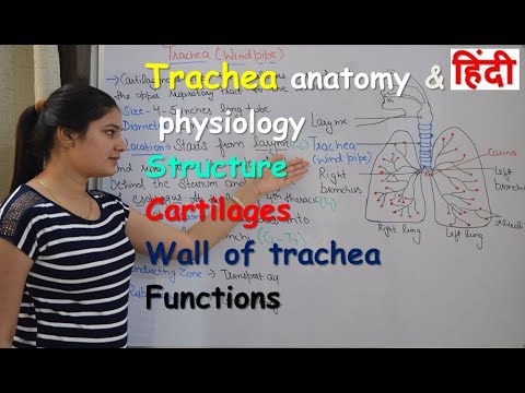 ٹریچیا اناٹومی اور فزیالوجی ہندی میں | ونڈ پائپ | ساخت | کارٹلیجز | دیواریں | افعال