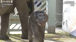 上野動物園のアジアゾウ「アルン」と命名　タイ語で「夜明け」