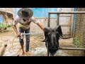 MEMANDIKAN DOMBA GARUT, BERASA DOMBA SOSIALITA. Domba Sambung dari Cikajang || Bathe The Sheep