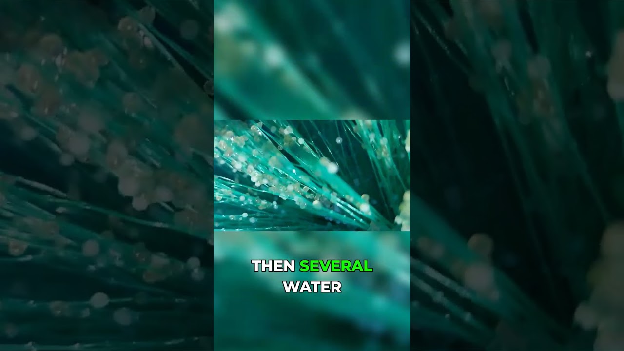 Koi Egg Care: Hardening & Water Changes