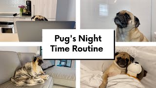 Thor the Pug's Night Time Routine #ThortheTorontoPug