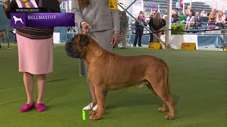 Bullmastiffs | Breed Judging 2023