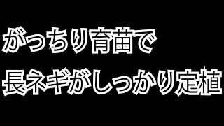 がっちり育苗で長ネギがしっかり定植