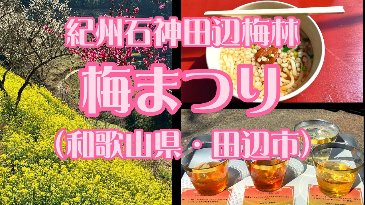 【癒しの絶景・世界農業遺産】「紀州石神田辺梅林梅」は春の始まりに訪れたい場所！2026.2.23.　#田辺市 #梅まつり #熊野古道